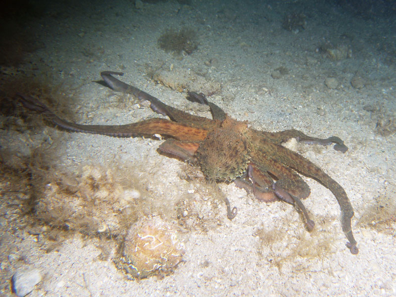 ośmiornica zwyczajna (octopus vulgaris)