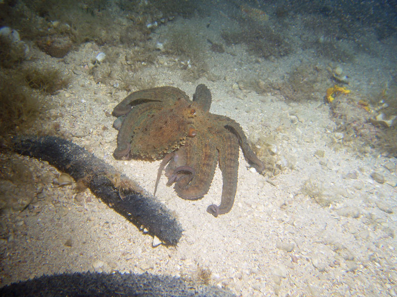 ośmiornica zwyczajna (octopus vulgaris)