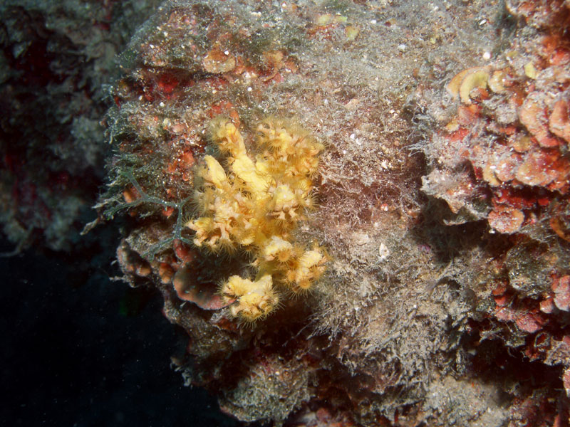 ukwiałek (parazoanthus axinellae)