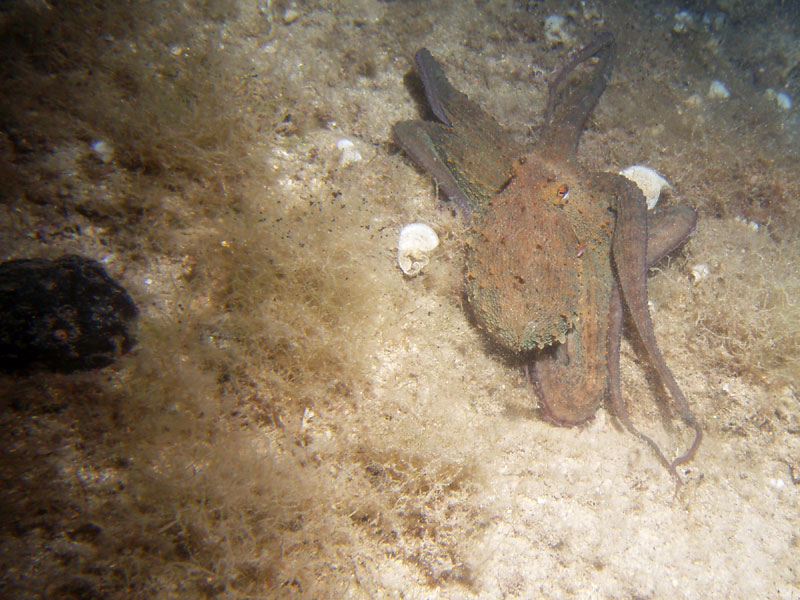 ośmiornica zwyczajna (octopus vulgaris)