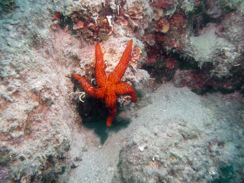 rozgwiazda śródziemnomorska (echinaster sepositus)