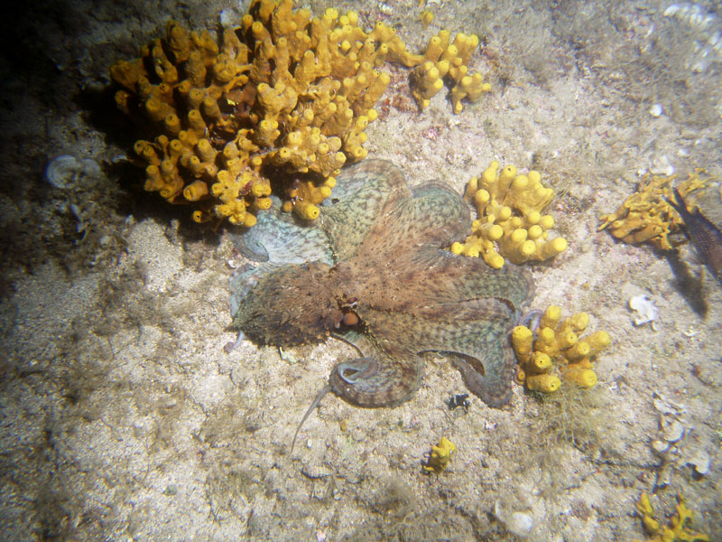 ośmiornica zwyczajna (octopus vulgaris)