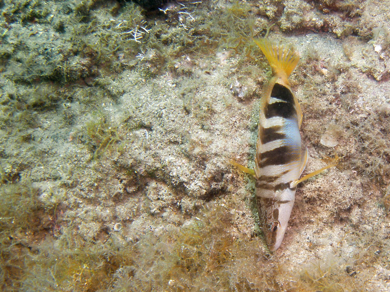 strzępiel (serranus)