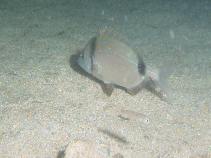 amarel (diplodus vulgaris)