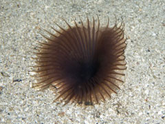 myxicola infundibulum