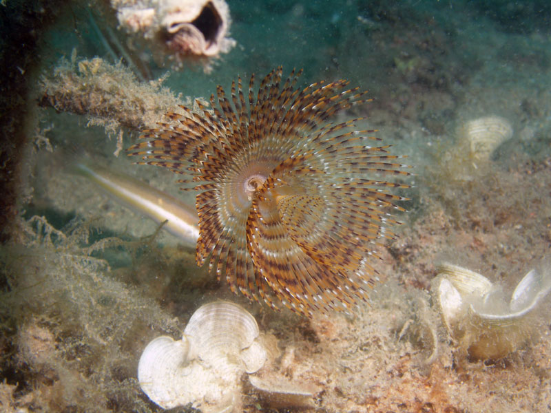 spirographis spallanzani (syn. sabella spallanzani)