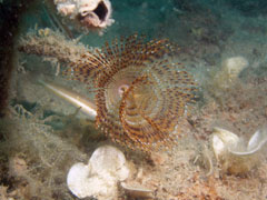 spirographis spallanzani (syn. sabella spallanzani)