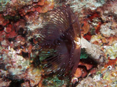 spirographis spallanzani (syn. sabella spallanzani)