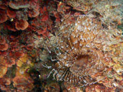 spirographis spallanzani (syn. sabella spallanzani)