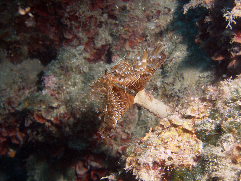 spirographis spallanzani (syn. sabella spallanzani)