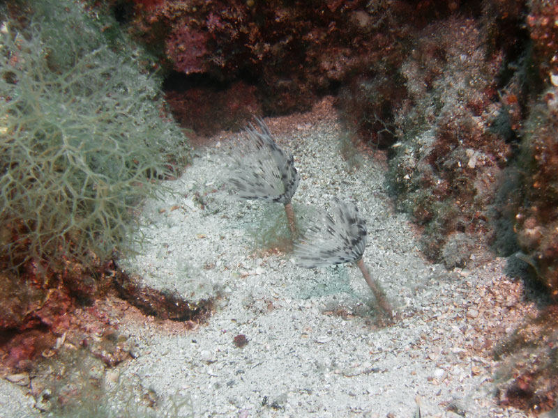 spirographis spallanzani (syn. sabella spallanzani)