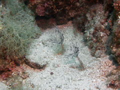 spirographis spallanzani (syn. sabella spallanzani)