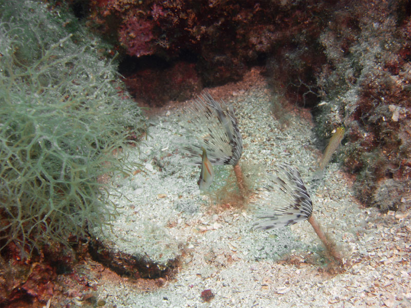 spirographis spallanzani (syn. sabella spallanzani)