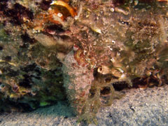 pagurus anachoretus - krab pustelnik