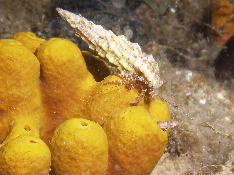 pagurus anachoretus - krab pustelnik