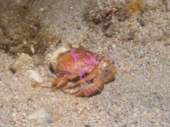 pagurus prideaux - krab pustelnik