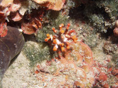 myriapora truncata - mszywioł krzewiasty