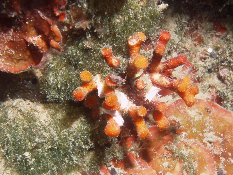 myriapora truncata - mszywioł krzewiasty