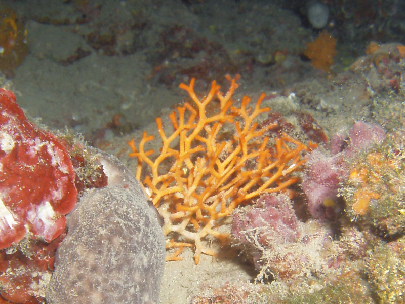 smittina cervicornis