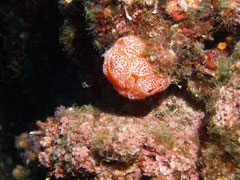 aplidium elegans
