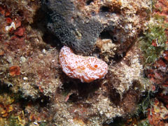 aplidium elegans