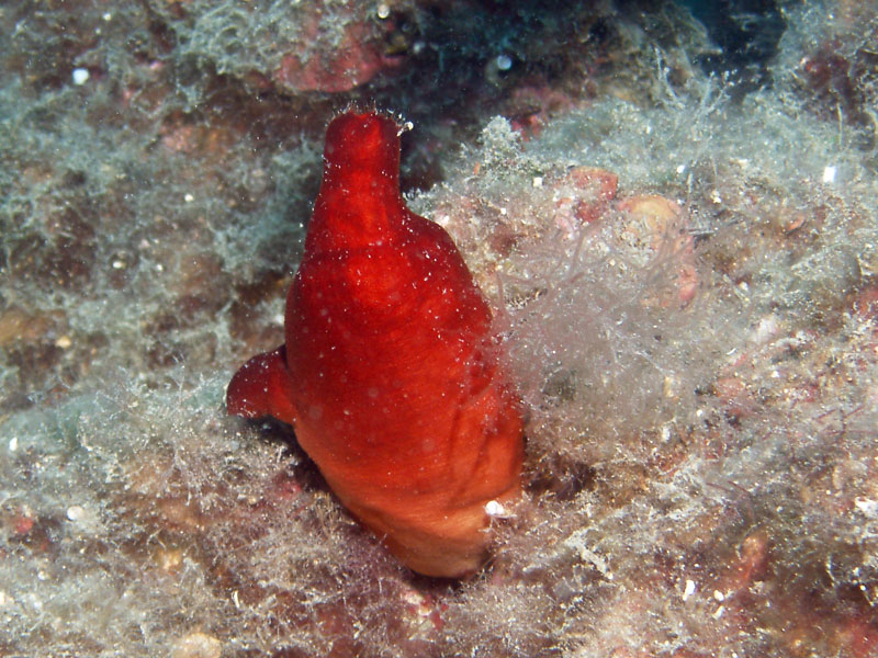 halocynthia papillosa - żachwa czerwona