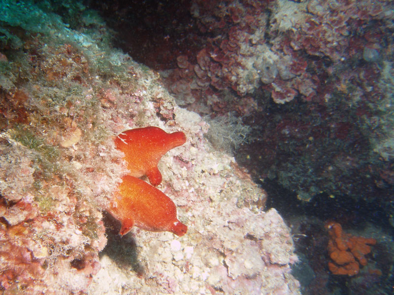 halocynthia papillosa - żachwa czerwona