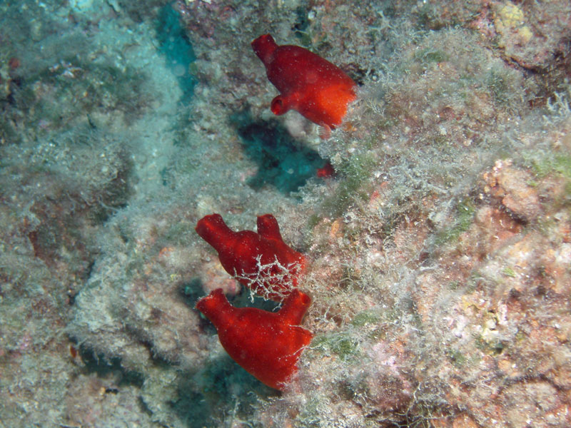 halocynthia papillosa - żachwa czerwona