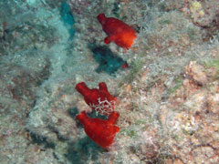 halocynthia papillosa - żachwa czerwona