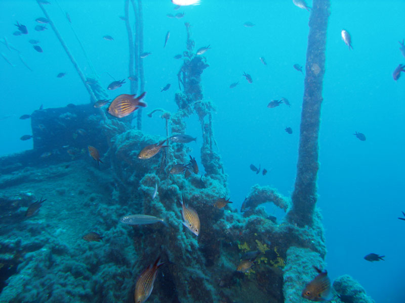 chromis chromis - chromis