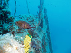 chromis chromis - chromis