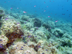 chromis chromis - chromis