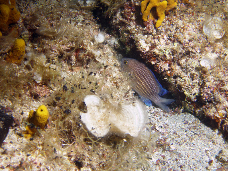 chromis chromis - chromis