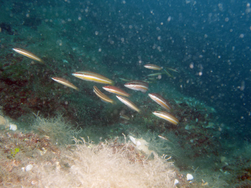 coris julis - tęczak