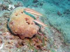 coris julis - tęczak