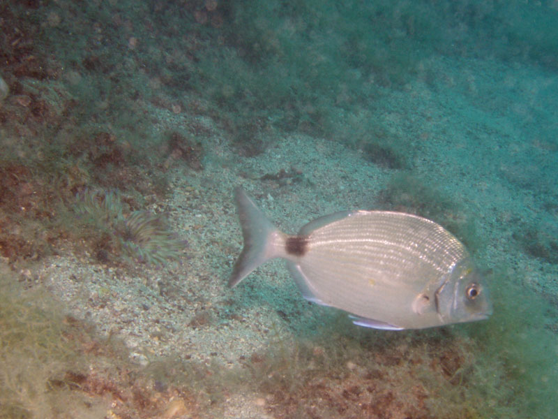 diplodus sargus - sargus