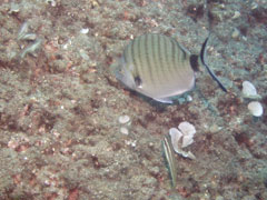 diplodus sargus - sargus