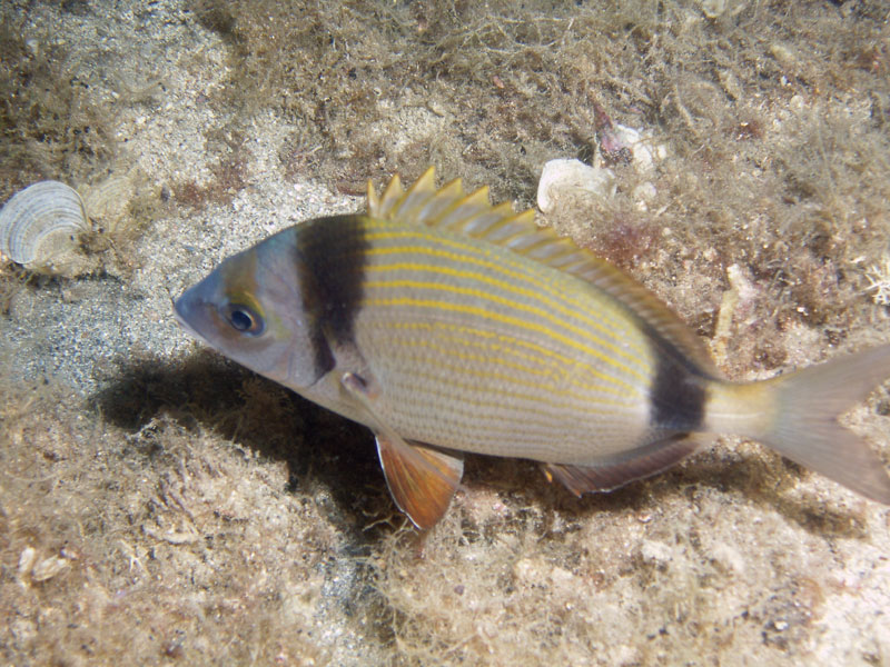diplodus vulgaris - amarel