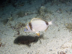 diplodus vulgaris - amarel