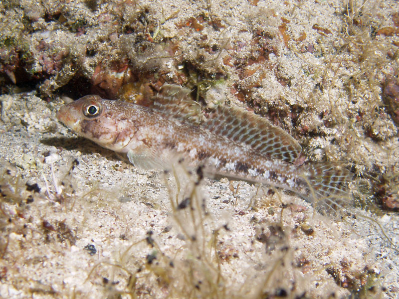 gobius - babka