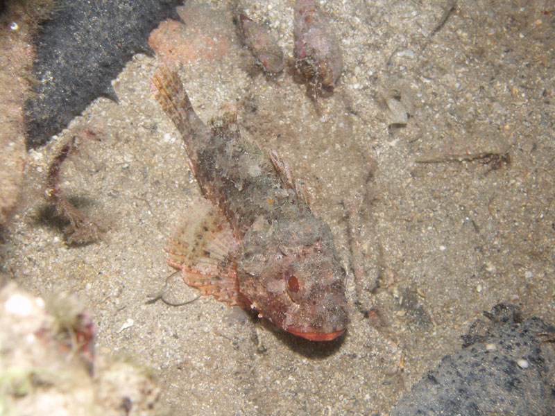 scorpaena - skorpena