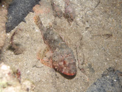 scorpaena - skorpena