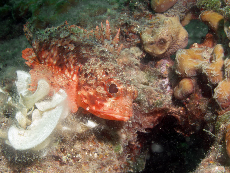 scorpaena - skorpena