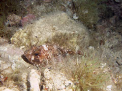 scorpaena - skorpena