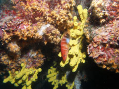 serranus - strzępiel