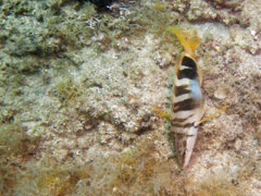 serranus - strzępiel