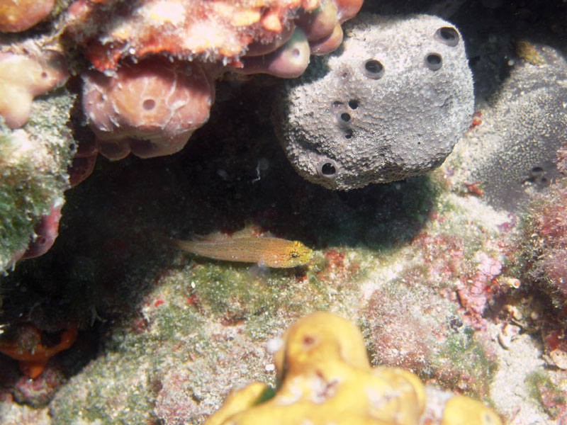 tripterigion - trójpłetwik