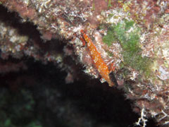 tripterigion - trójpłetwik