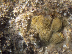 anemonia sulcata
