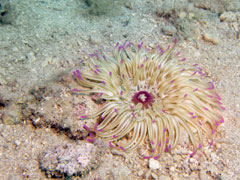 condylactis aurantiaca - ukwiał złoty